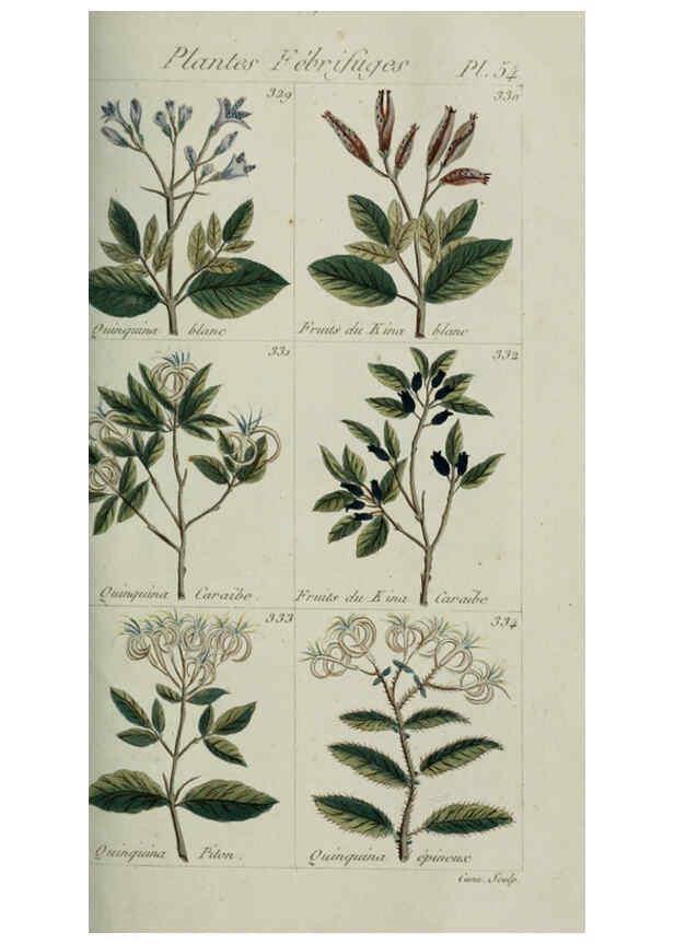 Reproducción/Reproduction 6103454811: Plantes usuelles, indigènes et exotiques Paris :Duprat-Duverger,1809