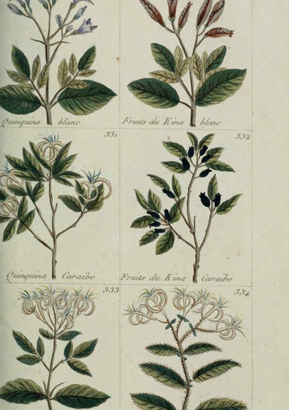 Reproducción/Reproduction 6103454811: Plantes usuelles, indigènes et exotiques Paris :Duprat-Duverger,1809