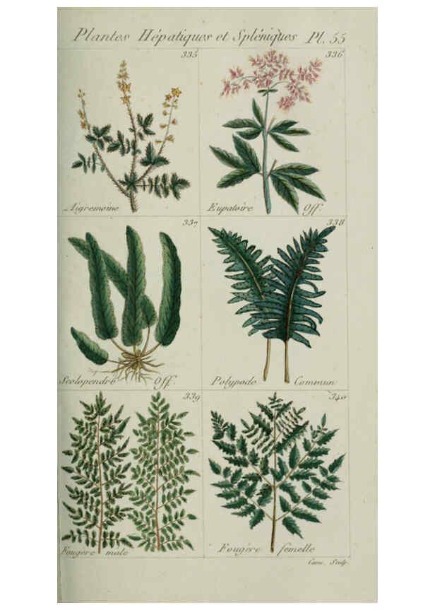 Reproducción/Reproduction 6104002376: Plantes usuelles, indigènes et exotiques Paris :Duprat-Duverger,1809