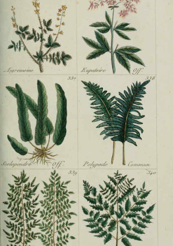 Reproducción/Reproduction 6104002376: Plantes usuelles, indigènes et exotiques Paris :Duprat-Duverger,1809