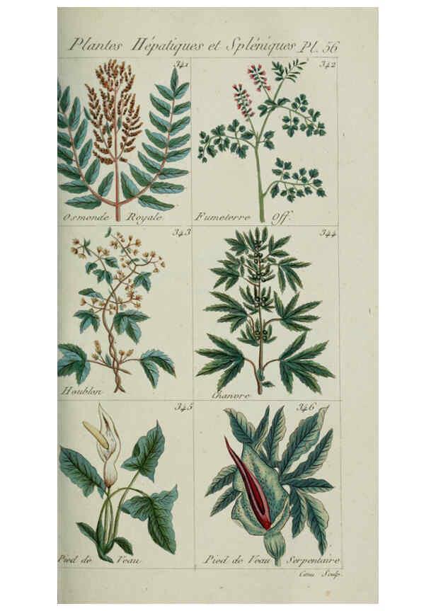 Reproducción/Reproduction 6104002624: Plantes usuelles, indigènes et exotiques Paris :Duprat-Duverger,1809