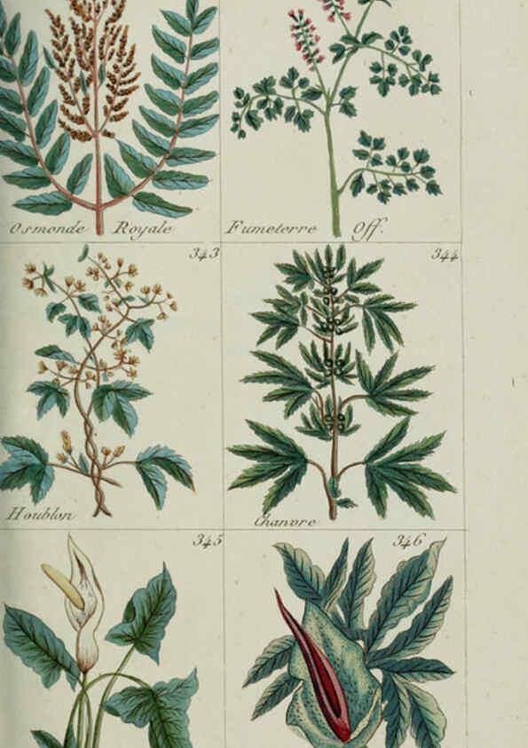 Reproducción/Reproduction 6104002624: Plantes usuelles, indigènes et exotiques Paris :Duprat-Duverger,1809