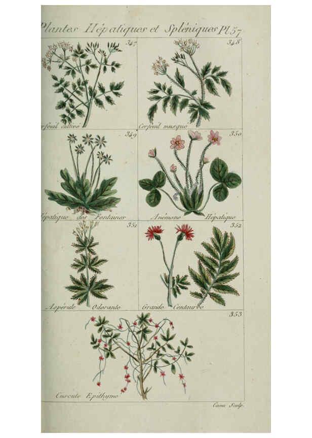 Reproducción/Reproduction 6103455613: Plantes usuelles, indigènes et exotiques Paris :Duprat-Duverger,1809