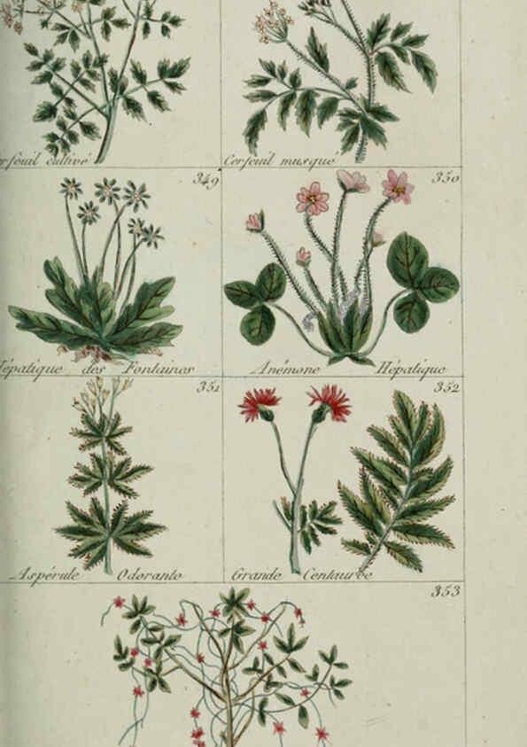 Reproducción/Reproduction 6103455613: Plantes usuelles, indigènes et exotiques Paris :Duprat-Duverger,1809