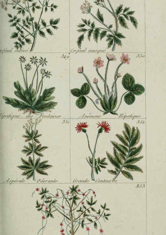 Reproducción/Reproduction 6103455613: Plantes usuelles, indigènes et exotiques Paris :Duprat-Duverger,1809