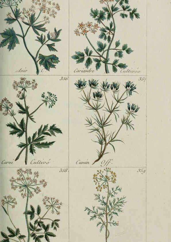 Reproducción/Reproduction 6104003128: Plantes usuelles, indigènes et exotiques Paris :Duprat-Duverger,1809