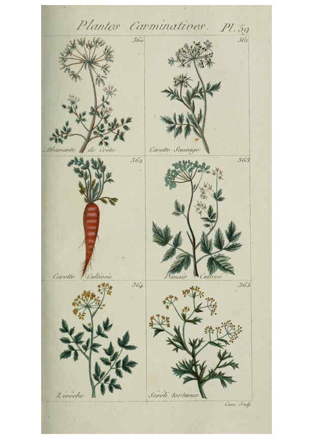 Reproducción/Reproduction 6104003440: Plantes usuelles, indigènes et exotiques Paris :Duprat-Duverger,1809