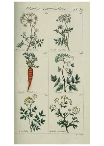 Reproducción/Reproduction 6104003440: Plantes usuelles, indigènes et exotiques Paris :Duprat-Duverger,1809