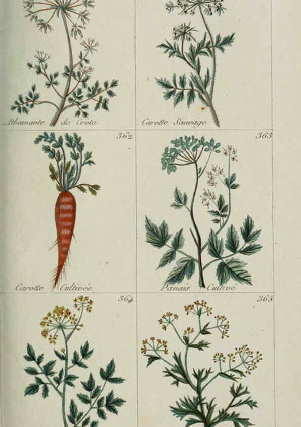 Reproducción/Reproduction 6104003440: Plantes usuelles, indigènes et exotiques Paris :Duprat-Duverger,1809