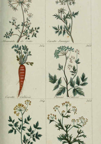 Reproducción/Reproduction 6104003440: Plantes usuelles, indigènes et exotiques Paris :Duprat-Duverger,1809