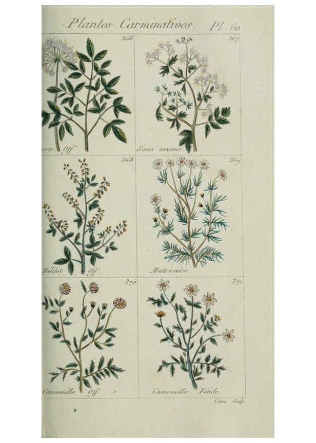 Reproducción/Reproduction 6103456513: Plantes usuelles, indigènes et exotiques Paris :Duprat-Duverger,1809