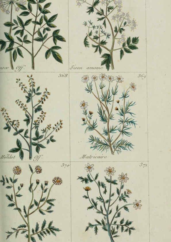 Reproducción/Reproduction 6103456513: Plantes usuelles, indigènes et exotiques Paris :Duprat-Duverger,1809