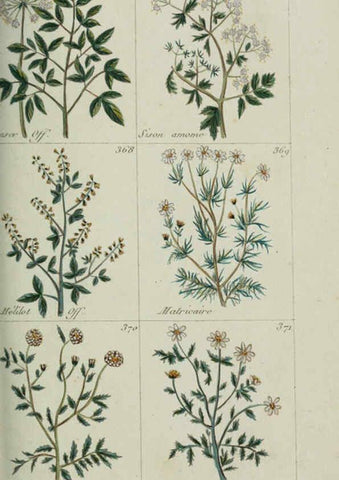 Reproducción/Reproduction 6103456513: Plantes usuelles, indigènes et exotiques Paris :Duprat-Duverger,1809