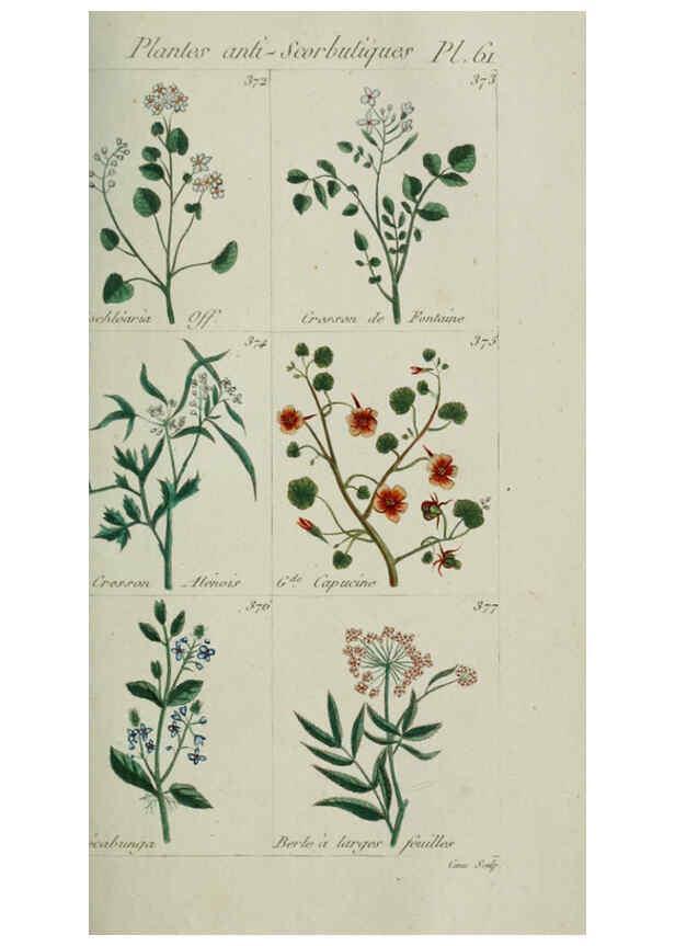 Reproducción/Reproduction 6104004008: Plantes usuelles, indigènes et exotiques Paris :Duprat-Duverger,1809