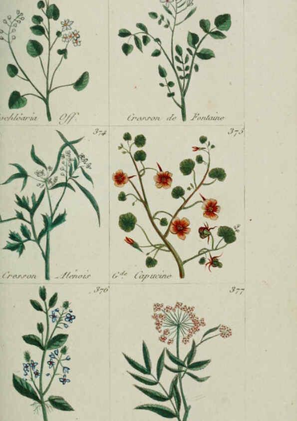 Reproducción/Reproduction 6104004008: Plantes usuelles, indigènes et exotiques Paris :Duprat-Duverger,1809