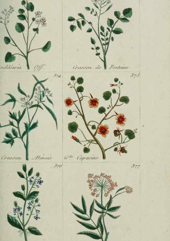 Reproducción/Reproduction 6104004008: Plantes usuelles, indigènes et exotiques Paris :Duprat-Duverger,1809