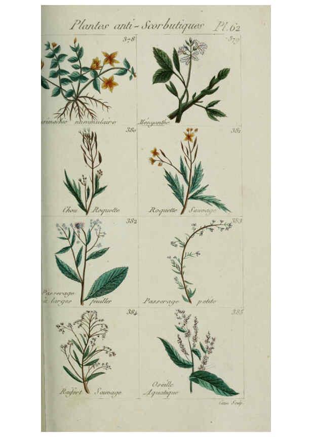 Reproducción/Reproduction 6103457119: Plantes usuelles, indigènes et exotiques Paris :Duprat-Duverger,1809
