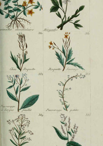Reproducción/Reproduction 6103457119: Plantes usuelles, indigènes et exotiques Paris :Duprat-Duverger,1809