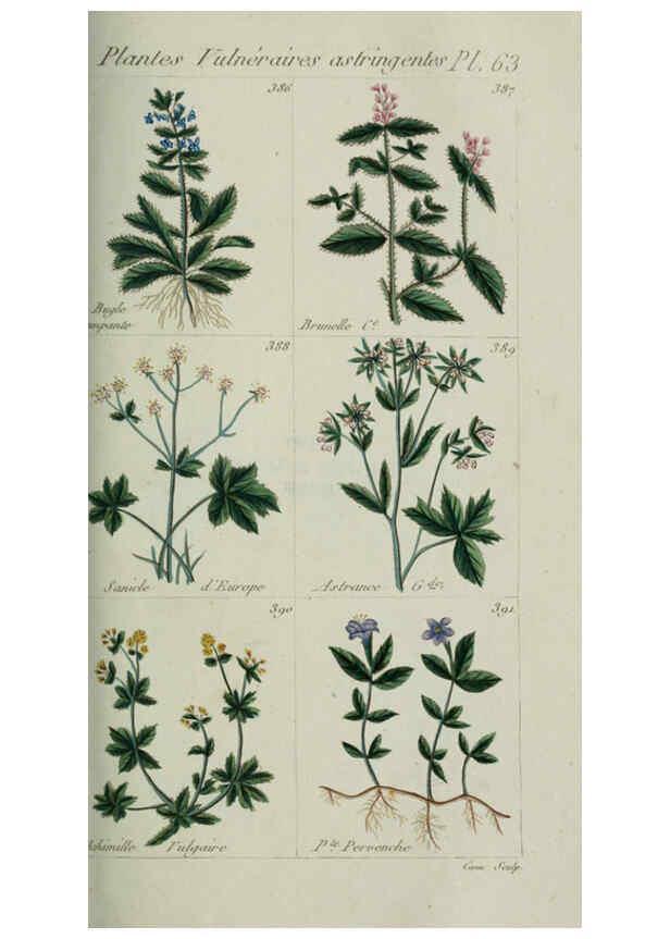 Reproducción/Reproduction 6103457353: Plantes usuelles, indigènes et exotiques Paris :Duprat-Duverger,1809