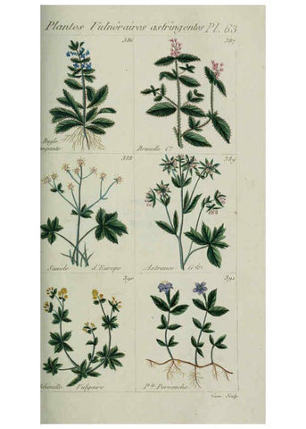 Reproducción/Reproduction 6103457353: Plantes usuelles, indigènes et exotiques Paris :Duprat-Duverger,1809