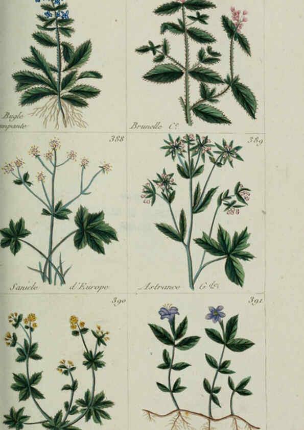 Reproducción/Reproduction 6103457353: Plantes usuelles, indigènes et exotiques Paris :Duprat-Duverger,1809