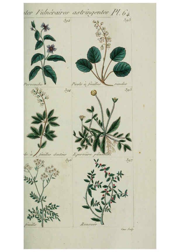 Reproducción/Reproduction 6104005044: Plantes usuelles, indigènes et exotiques Paris :Duprat-Duverger,1809