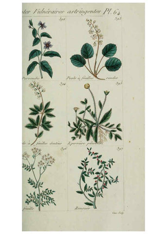 Reproducción/Reproduction 6104005044: Plantes usuelles, indigènes et exotiques Paris :Duprat-Duverger,1809