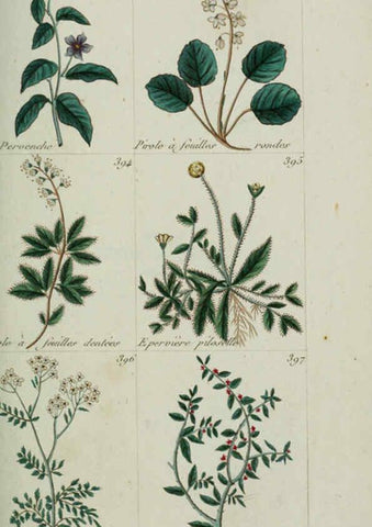 Reproducción/Reproduction 6104005044: Plantes usuelles, indigènes et exotiques Paris :Duprat-Duverger,1809