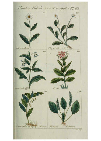 Reproducción/Reproduction 6103457995: Plantes usuelles, indigènes et exotiques Paris :Duprat-Duverger,1809