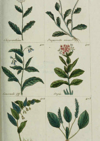Reproducción/Reproduction 6103457995: Plantes usuelles, indigènes et exotiques Paris :Duprat-Duverger,1809