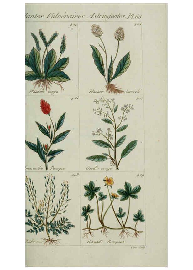 Reproducción/Reproduction 6104005622: Plantes usuelles, indigènes et exotiques Paris :Duprat-Duverger,1809