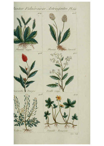 Reproducción/Reproduction 6104005622: Plantes usuelles, indigènes et exotiques Paris :Duprat-Duverger,1809