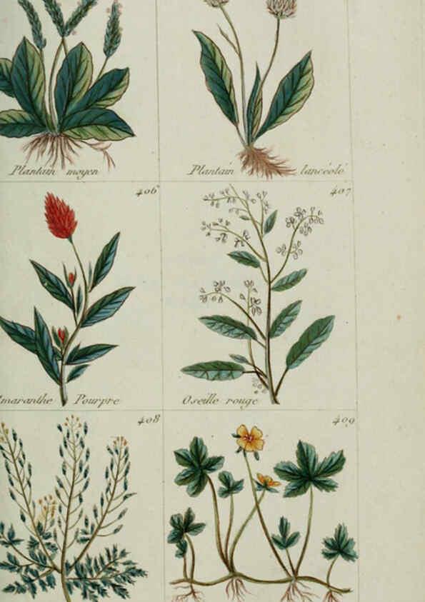 Reproducción/Reproduction 6104005622: Plantes usuelles, indigènes et exotiques Paris :Duprat-Duverger,1809