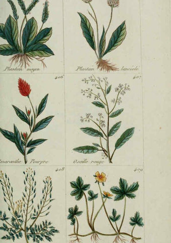 Reproducción/Reproduction 6104005622: Plantes usuelles, indigènes et exotiques Paris :Duprat-Duverger,1809