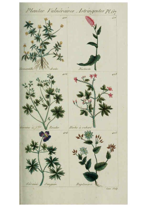 Reproducción/Reproduction 6104006002: Plantes usuelles, indigènes et exotiques Paris :Duprat-Duverger,1809