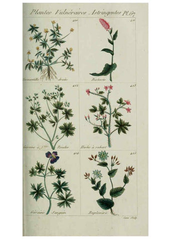 Reproducción/Reproduction 6104006002: Plantes usuelles, indigènes et exotiques Paris :Duprat-Duverger,1809