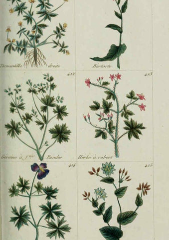 Reproducción/Reproduction 6104006002: Plantes usuelles, indigènes et exotiques Paris :Duprat-Duverger,1809