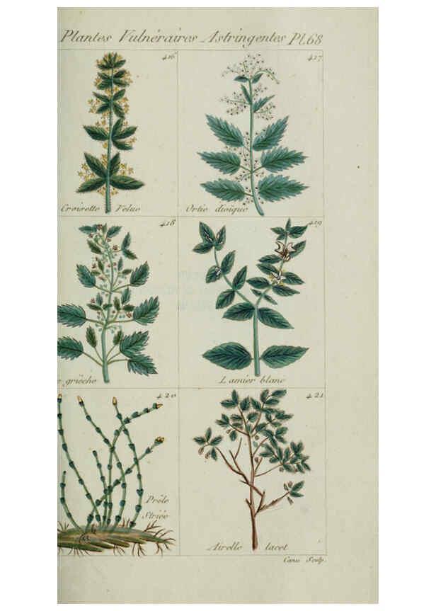 Reproducción/Reproduction 6104006192: Plantes usuelles, indigènes et exotiques Paris :Duprat-Duverger,1809