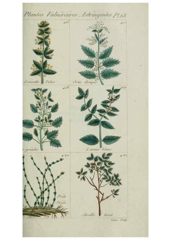 Reproducción/Reproduction 6104006192: Plantes usuelles, indigènes et exotiques Paris :Duprat-Duverger,1809