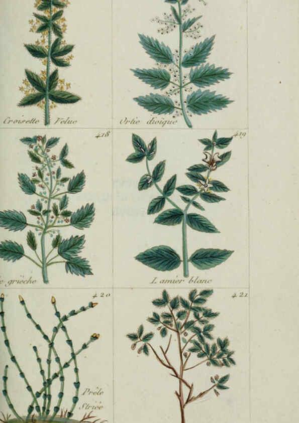 Reproducción/Reproduction 6104006192: Plantes usuelles, indigènes et exotiques Paris :Duprat-Duverger,1809