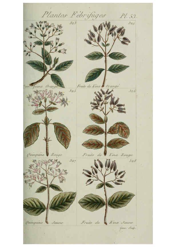 Reproducción/Reproduction 6103454587: Plantes usuelles, indigènes et exotiques Paris :Duprat-Duverger,1809