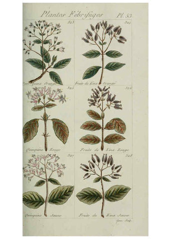 Reproducción/Reproduction 6103454587: Plantes usuelles, indigènes et exotiques Paris :Duprat-Duverger,1809
