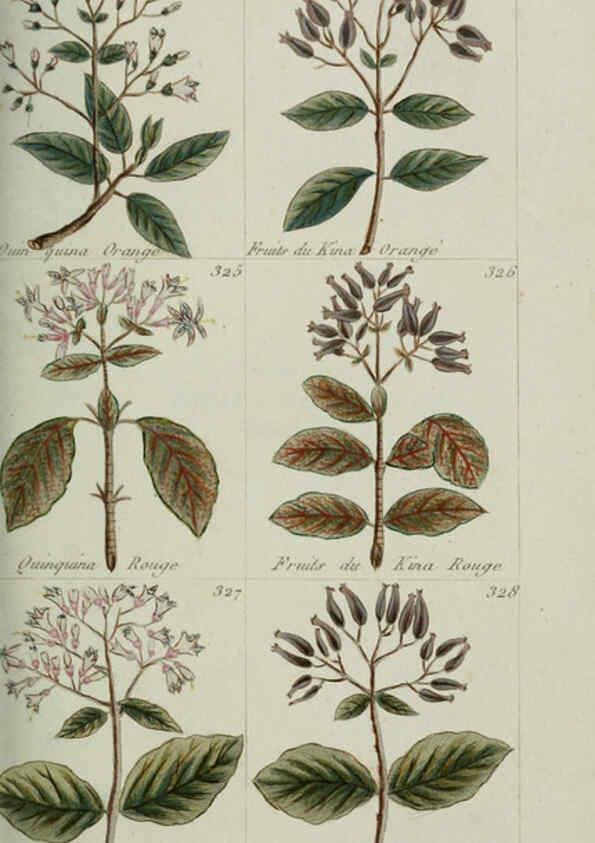 Reproducción/Reproduction 6103454587: Plantes usuelles, indigènes et exotiques Paris :Duprat-Duverger,1809