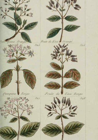 Reproducción/Reproduction 6103454587: Plantes usuelles, indigènes et exotiques Paris :Duprat-Duverger,1809