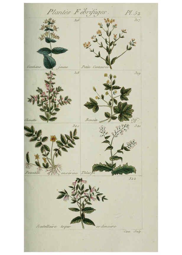 Reproducción/Reproduction 6103454265: Plantes usuelles, indigènes et exotiques Paris :Duprat-Duverger,1809