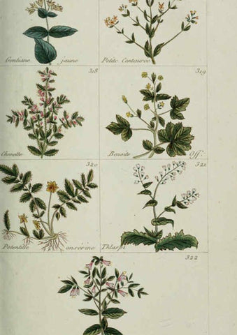Reproducción/Reproduction 6103454265: Plantes usuelles, indigènes et exotiques Paris :Duprat-Duverger,1809