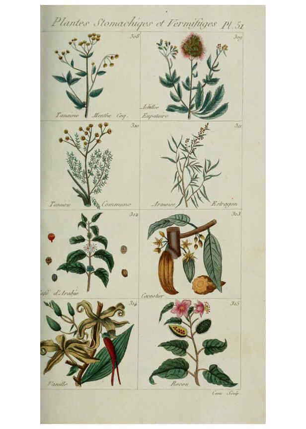 Reproducción/Reproduction 6104001392: Plantes usuelles, indigènes et exotiques Paris :Duprat-Duverger,1809