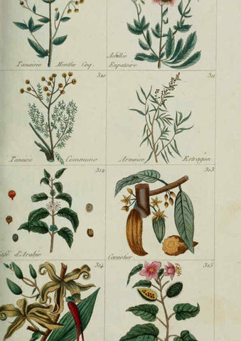 Reproducción/Reproduction 6104001392: Plantes usuelles, indigènes et exotiques Paris :Duprat-Duverger,1809