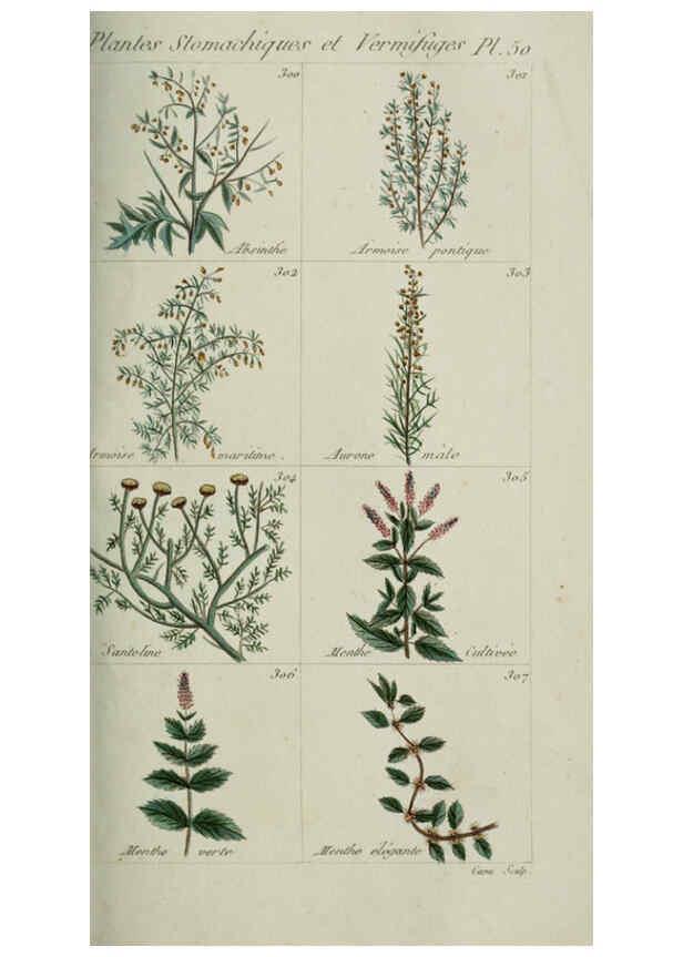 Reproducción/Reproduction 6103453729: Plantes usuelles, indigènes et exotiques Paris :Duprat-Duverger,1809