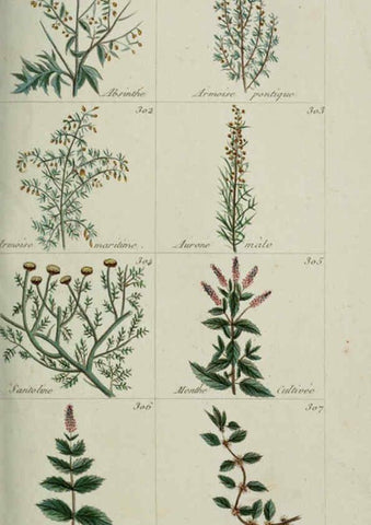 Reproducción/Reproduction 6103453729: Plantes usuelles, indigènes et exotiques Paris :Duprat-Duverger,1809